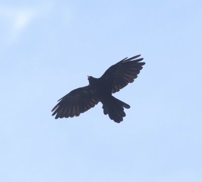 Alpenkauw -  Alpine chough - Pyrrhocorax graculus 