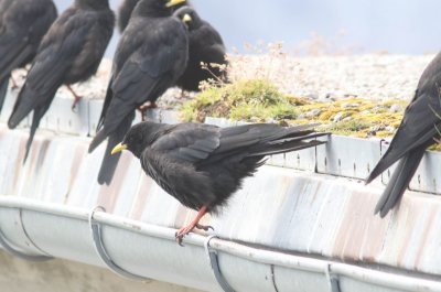 Alpenkauw -  Alpine chough - Pyrrhocorax graculus 