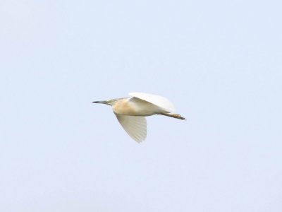 Ralrieger - Squacco heron - Ardeola ralloides