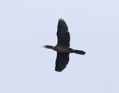 Dwergaalscholver - Pygmy cormorant - Microcarbo pygmaeus 