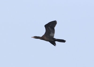 Dwergaalscholver - Pygmy cormorant - Microcarbo pygmaeus 