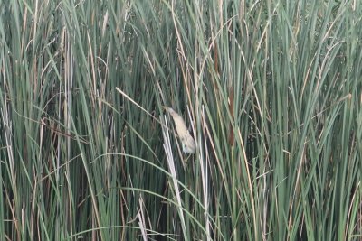 Woudaap - little bittern - Ixobrychus minutus