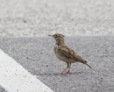 Kuifleeuwerik -  Crested lark - Galerida cristata