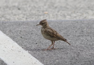 Kuifleeuwerik -  Crested lark - Galerida cristata