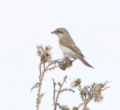 Grauwe klauwier - Red-backed shrike - lanius collurio