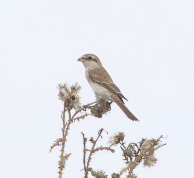 Grauwe klauwier - Red-backed shrike - lanius collurio