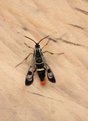 Synanthedon scoliaeformis - Grote Berkenwespvlinder 