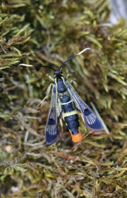 Synanthedon scoliaeformis - Grote Berkenwespvlinder 