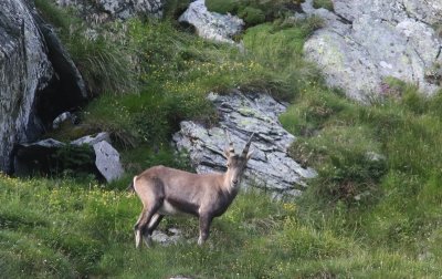 Alpensteenbok - Alpine ibex - Capra ibex 
