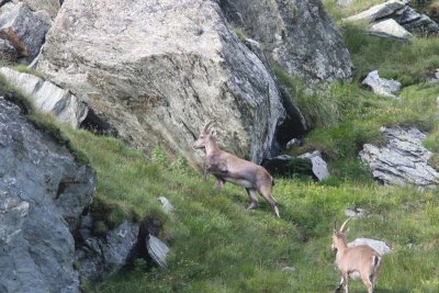 Alpensteenbok - Alpine ibex - Capra ibex 