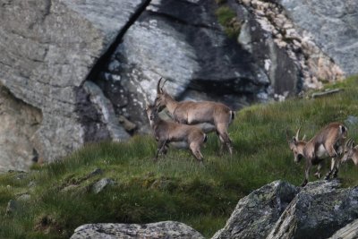 Alpensteenbok - Alpine ibex - Capra ibex 