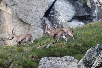 Alpensteenbok - Alpine ibex - Capra ibex 