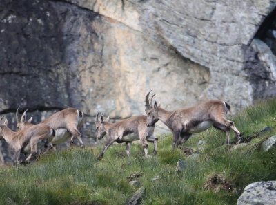 Alpensteenbok - Alpine ibex - Capra ibex 