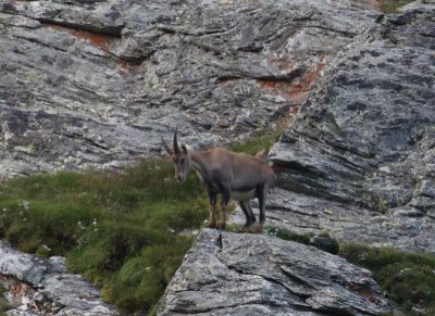 Alpensteenbok - Alpine ibex - Capra ibex 