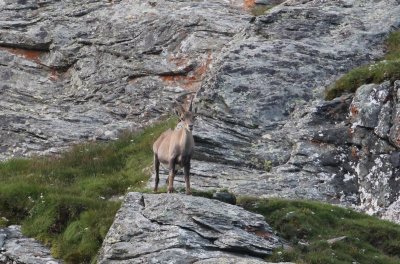 Alpensteenbok - Alpine ibex - Capra ibex 