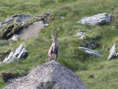 Alpensteenbok - Alpine ibex - Capra ibex 