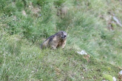 Alpenmaramot - Alpine marmot - Marmota marmota 
