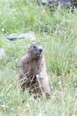 Alpenmaramot - Alpine marmot - Marmota marmota 
