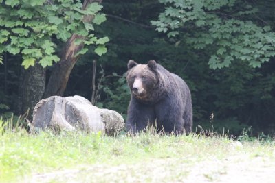Europese bruine beer -  Eurasian brown bear -  Ursus arctos arctos 