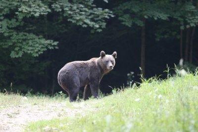 Europese bruine beer -  Eurasian brown bear -  Ursus arctos arctos 