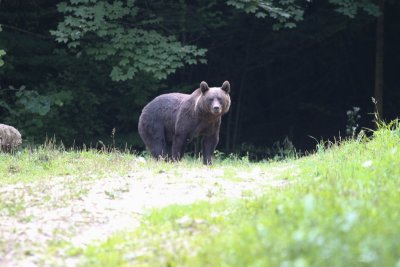 Europese bruine beer -  Eurasian brown bear -  Ursus arctos arctos