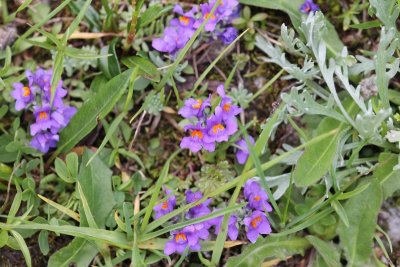 Alpenleeuwenbek - Linaria alpina 