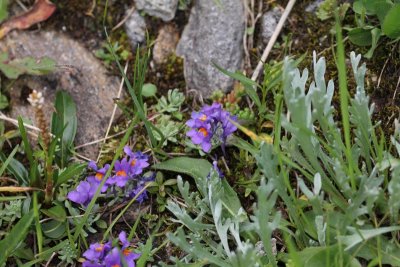 Alpenleeuwenbek - Linaria alpina 