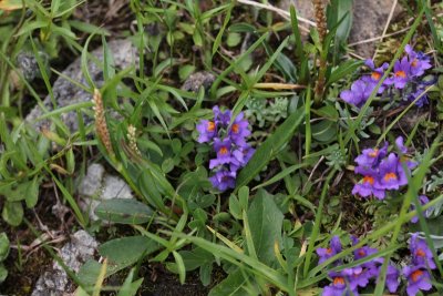 Alpenleeuwenbek - Linaria alpina 