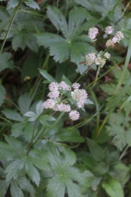 Groot sterrenscherm - Astrantia major 