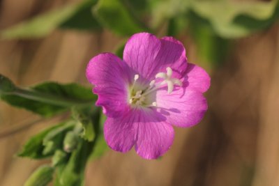 Teunisbloemfamilie - Onagraceae