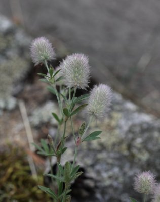 Hazepootje - Trifolium arvense 