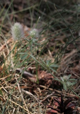 Hazepootje - Trifolium arvense 