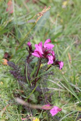 Heidekartelblad - Pedicularis sylvatica 