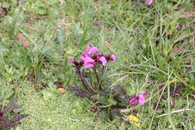 Heidekartelblad - Pedicularis sylvatica 