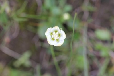 Parnassia - parnassia palustris 