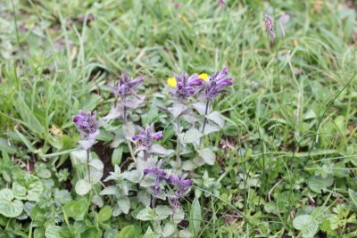 Alpenhelm - Bartsia alpina 