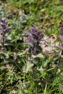 Alpenhelm - Bartsia alpina 