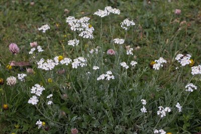 Achillea clavennae