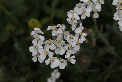 Achillea clavennae 