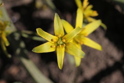 Bosgeelster - yellow star-of-Bethlehem - Gagea lutea