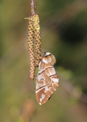 Endromis versicolora - Gevlamde vlinder 