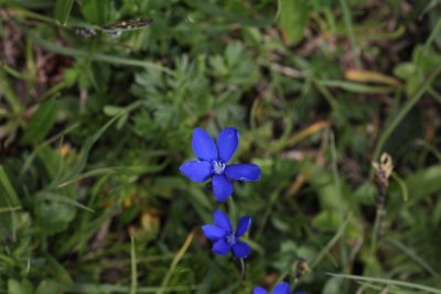 Beierse gentiaan - Gentiana bavarica 