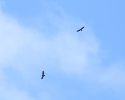 Schreeuwarend - Lesser spotted eagle - Aquila pomarina