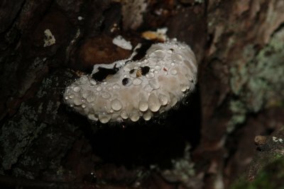 Białowieża Nationaal Park