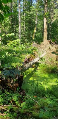 Białowieża Nationaal Park