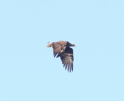 Zeearend - White-tailed eagle - Haliaetus albicilla 