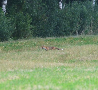 Vos -  Red fox - Vulpes vulpes