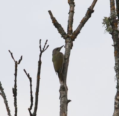 Grijskopspecht - Grey-headed woodpecker - Picus canus