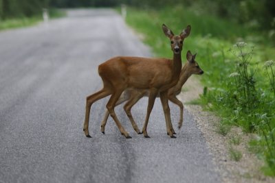 Ree - European roe deer - Capreolus capreolus