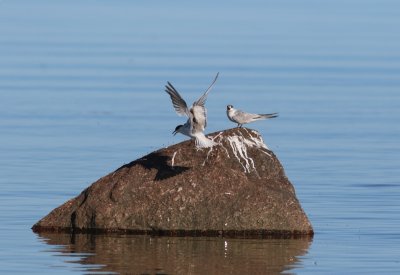 Visdiefje - Common tern - Sterna hisundo